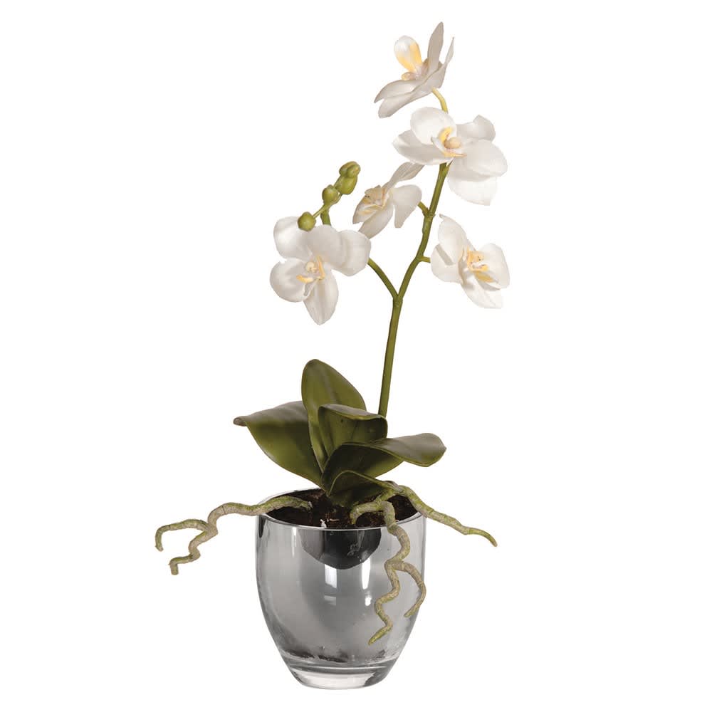 Showing image for White orchid in a reflective glass pot - small