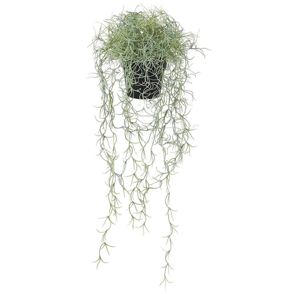 Showing image for Spanish moss tillandsia plant