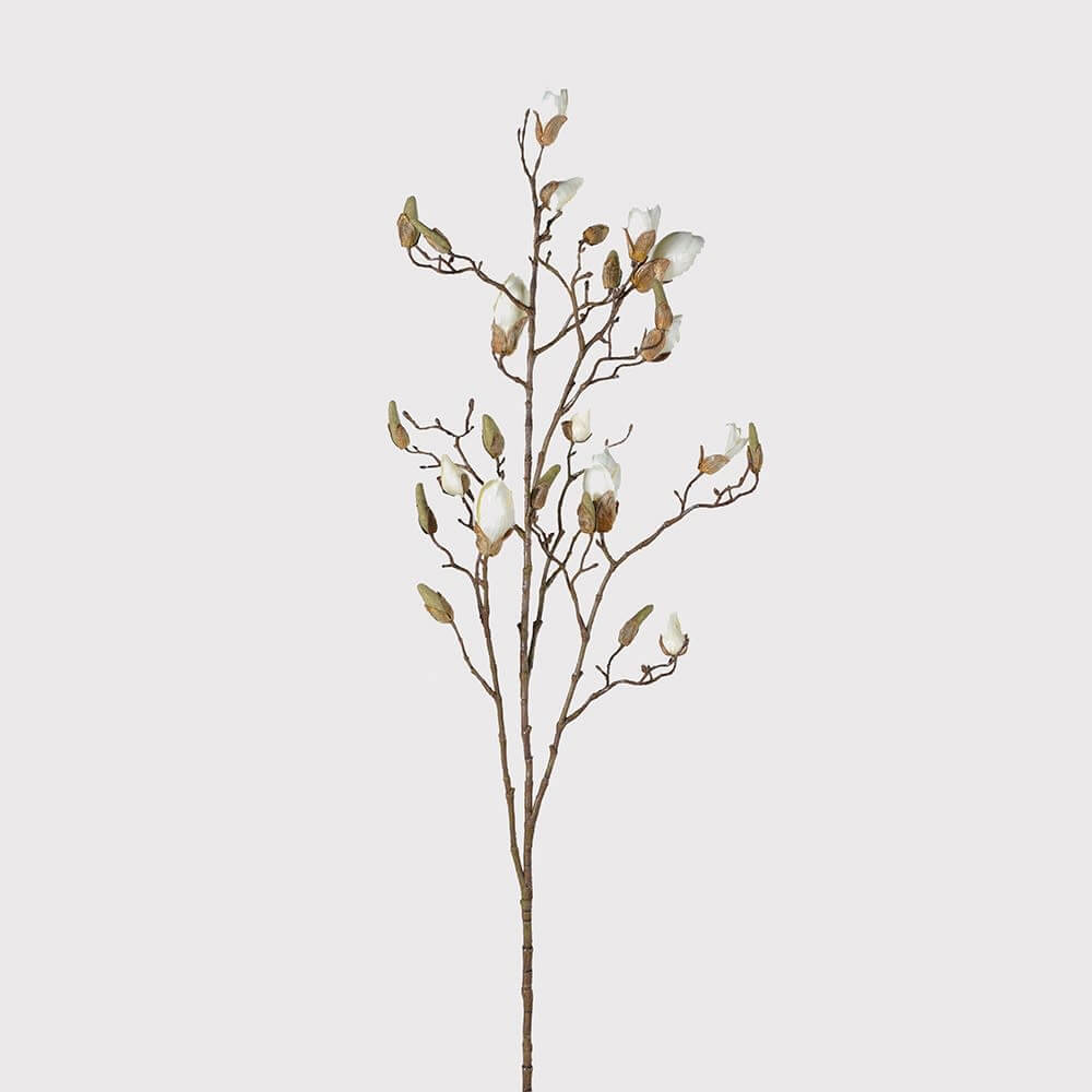 Showing image for Ivory magnolia bud branch