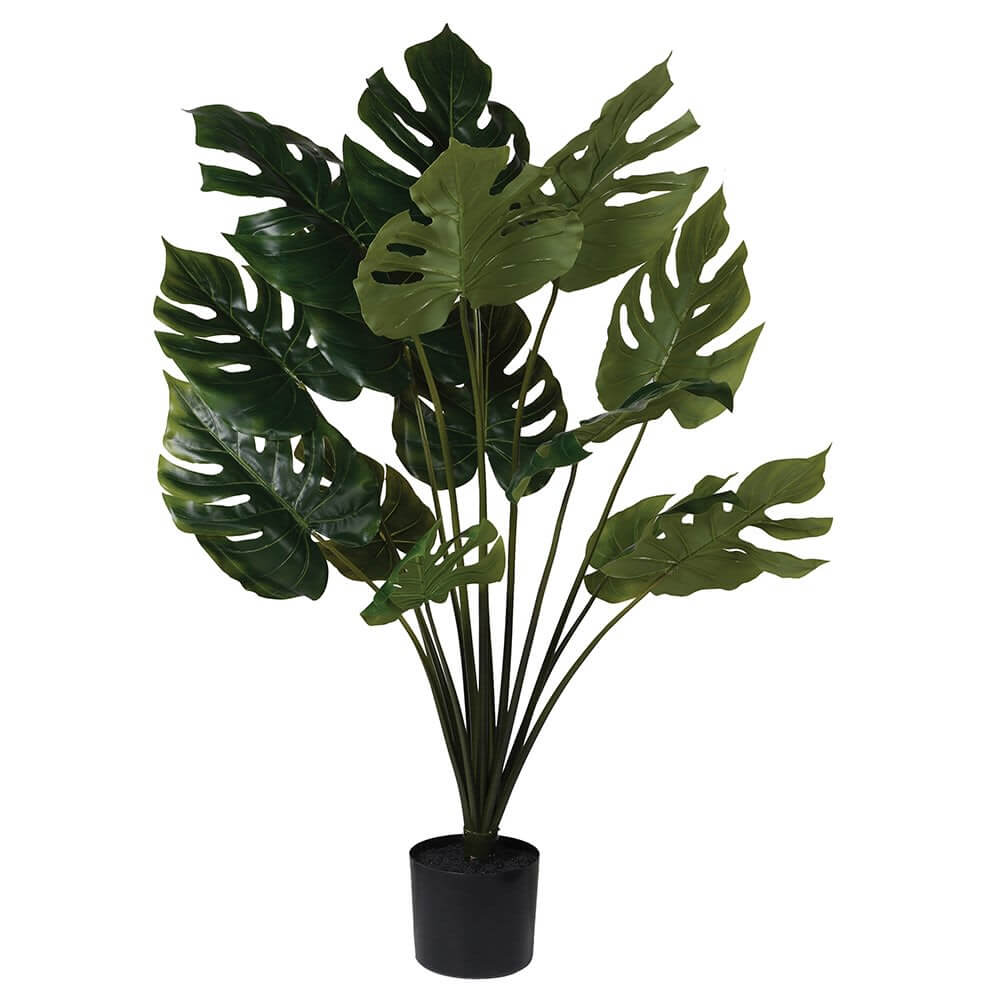 Showing image for Green monstera  plant - large