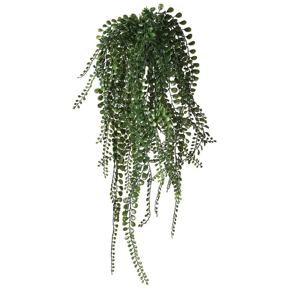 Showing image for Pea-leaf hanging plant - large