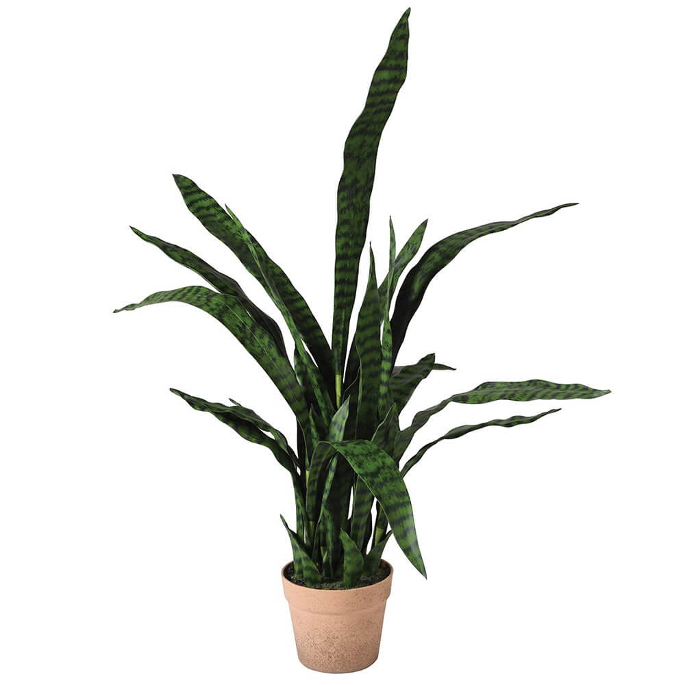 Showing image for Sansevieria plant in pot