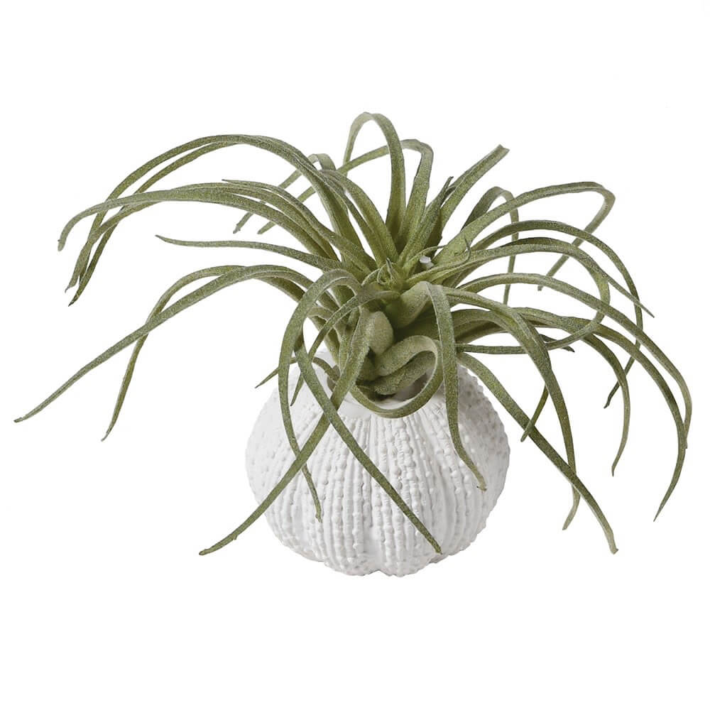 Showing image for Tillandsia in pot - small