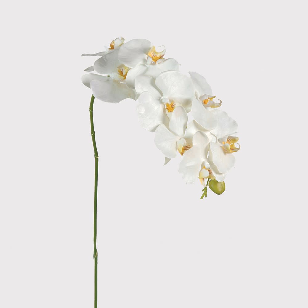 Showing image for Tall white phalaenopsis orchid