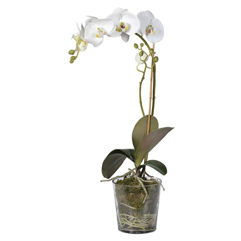 Showing image for Tall white orchid plant with moss surround