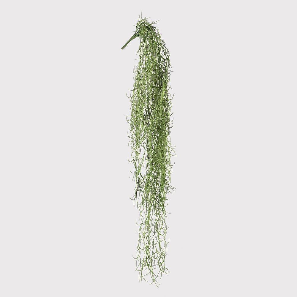 Showing image for Trailing spanish moss